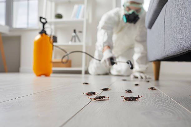 Commercial Rodent Management in Pella